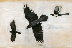 Crow-Raven-Magpie-flying